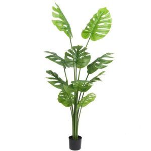 Fausse Plante Intérieur Asie