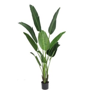 Fausse Plante Intérieur Exotique