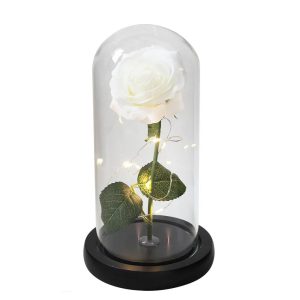 Rose Eternelle Blanche